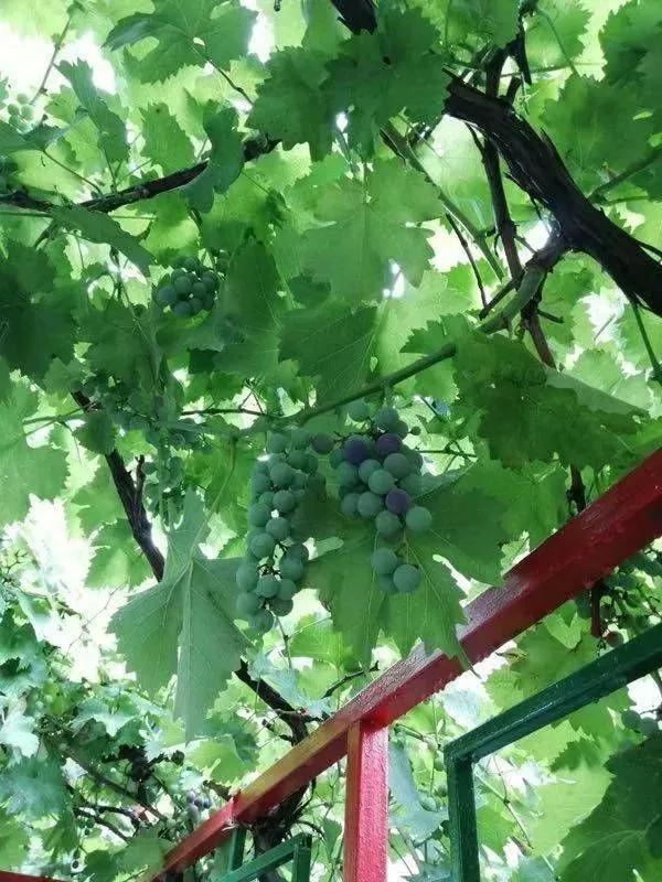 北京独门独院小四合院出售,北京四合院单身公寓