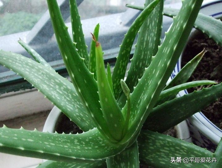 绿萝吊兰能活多久,怎么拯救要死的绿萝