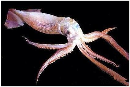 看图识海鲜，这些水产海鲜你都认识吗？