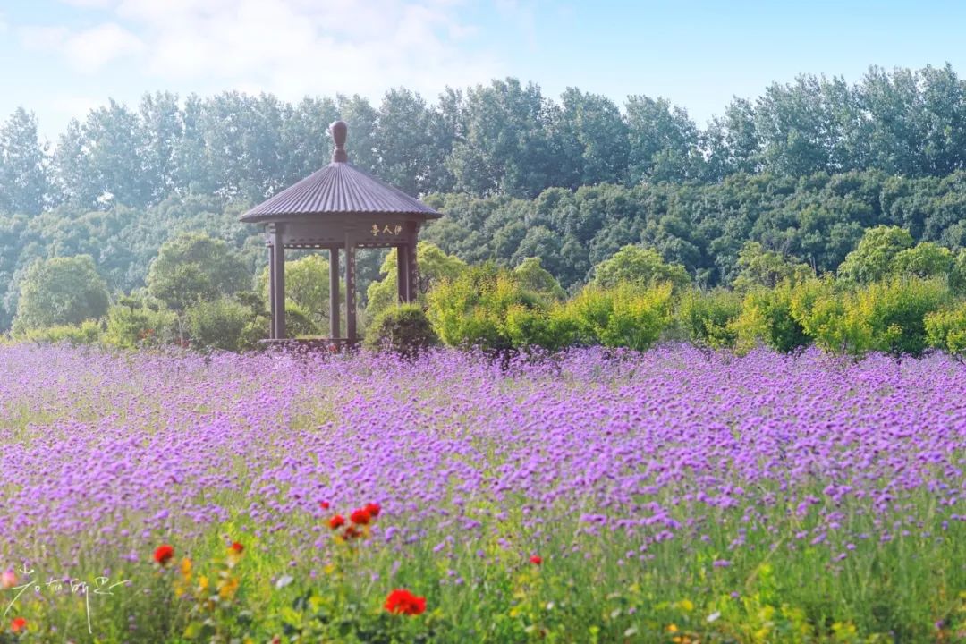 娌欏娴滈鏅尯鑺辨捣,娌欏娴滅殑绱壊鑺辨捣
