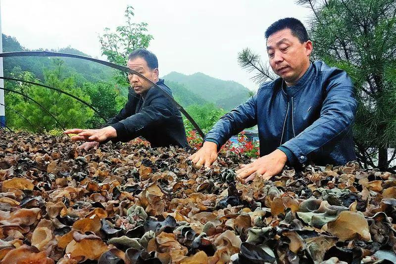 柞水黑木耳东方甄选,柞水黑木耳