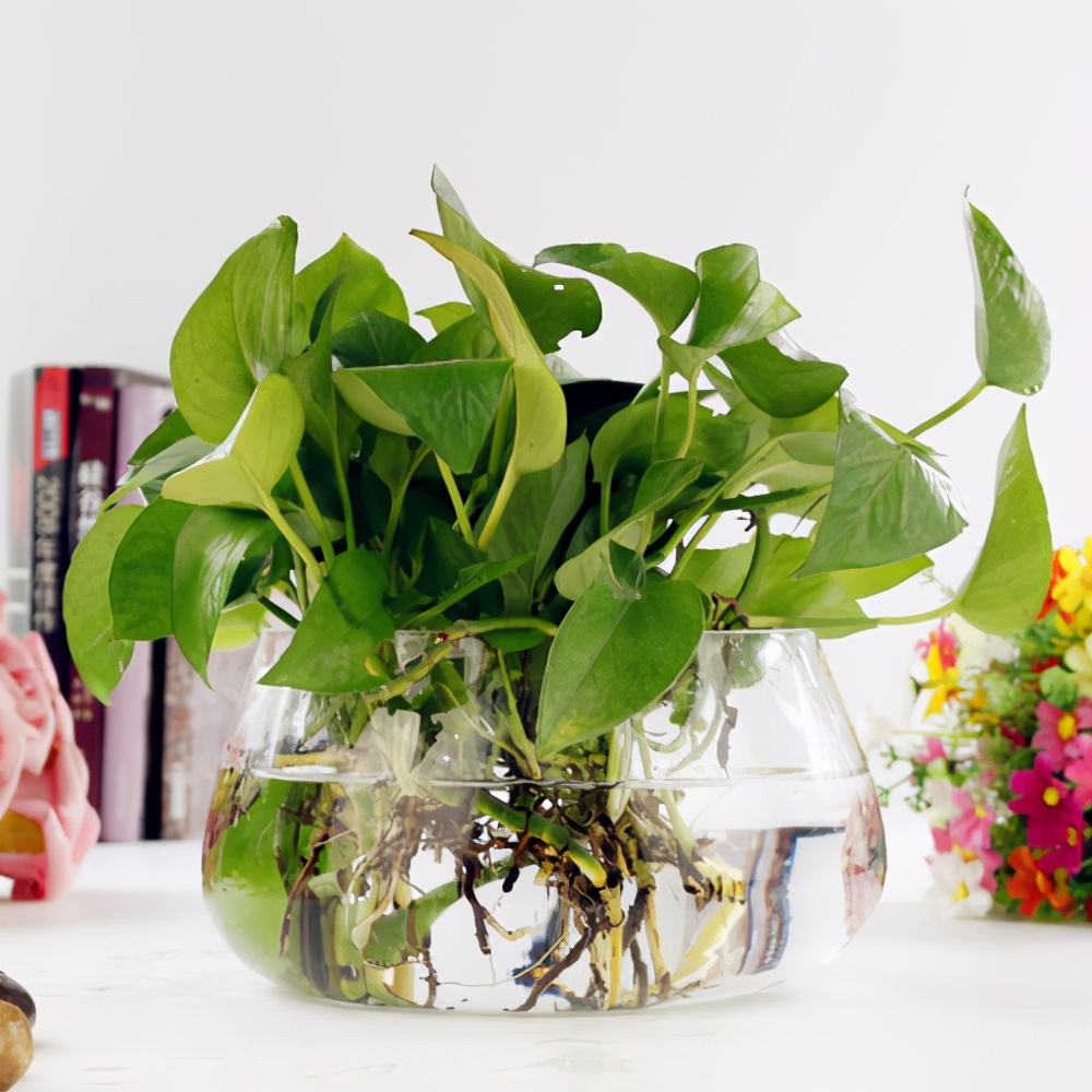 水培绿萝黄叶怎么处理,水培绿萝黄叶有什么方法补救