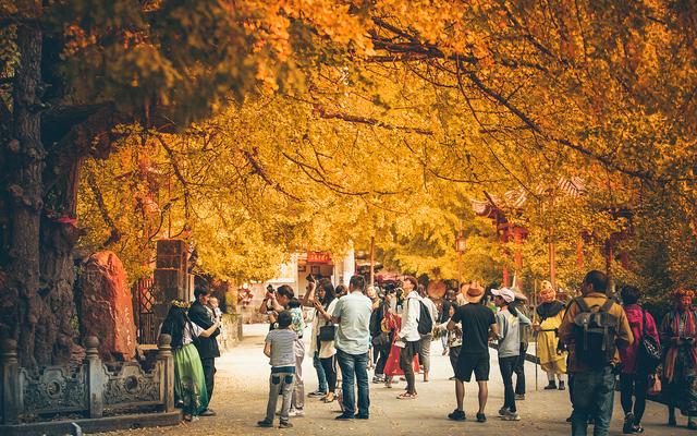 国家地理100个最美景观摄影点,全国银杏观赏地图