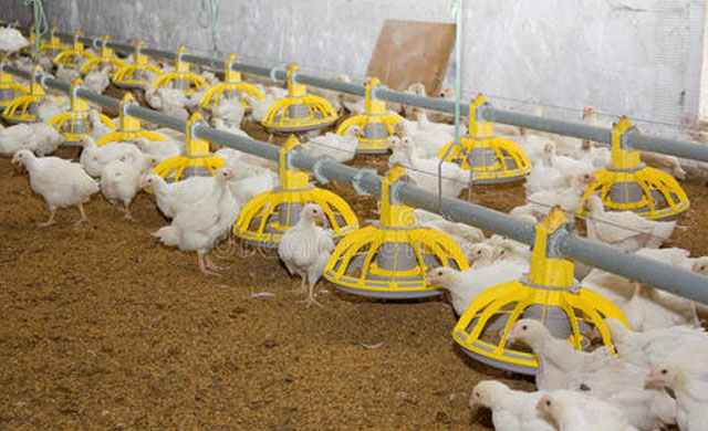 小鸡眼睛肿了睁不开眼土方法治疗,小鸡眼睛肿治疗