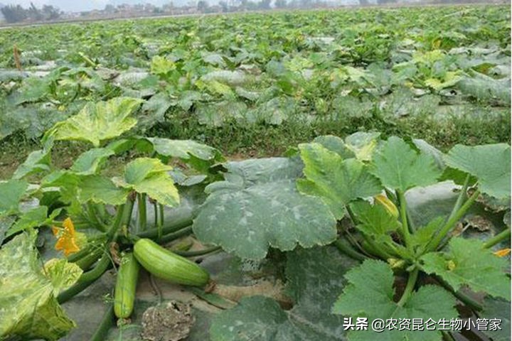 西葫芦育苗时根烂了什么原因,西葫芦烂根最好的处理方法