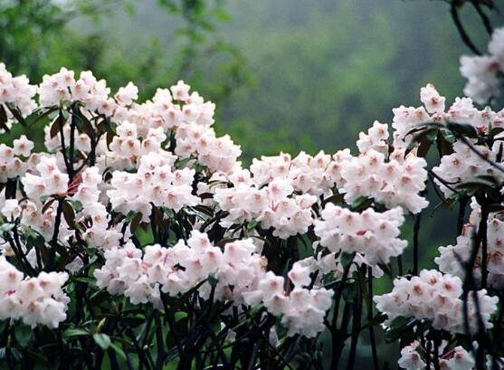 杜鹃花十大品种排名及图片欣赏,杜鹃花的品种有哪些图片