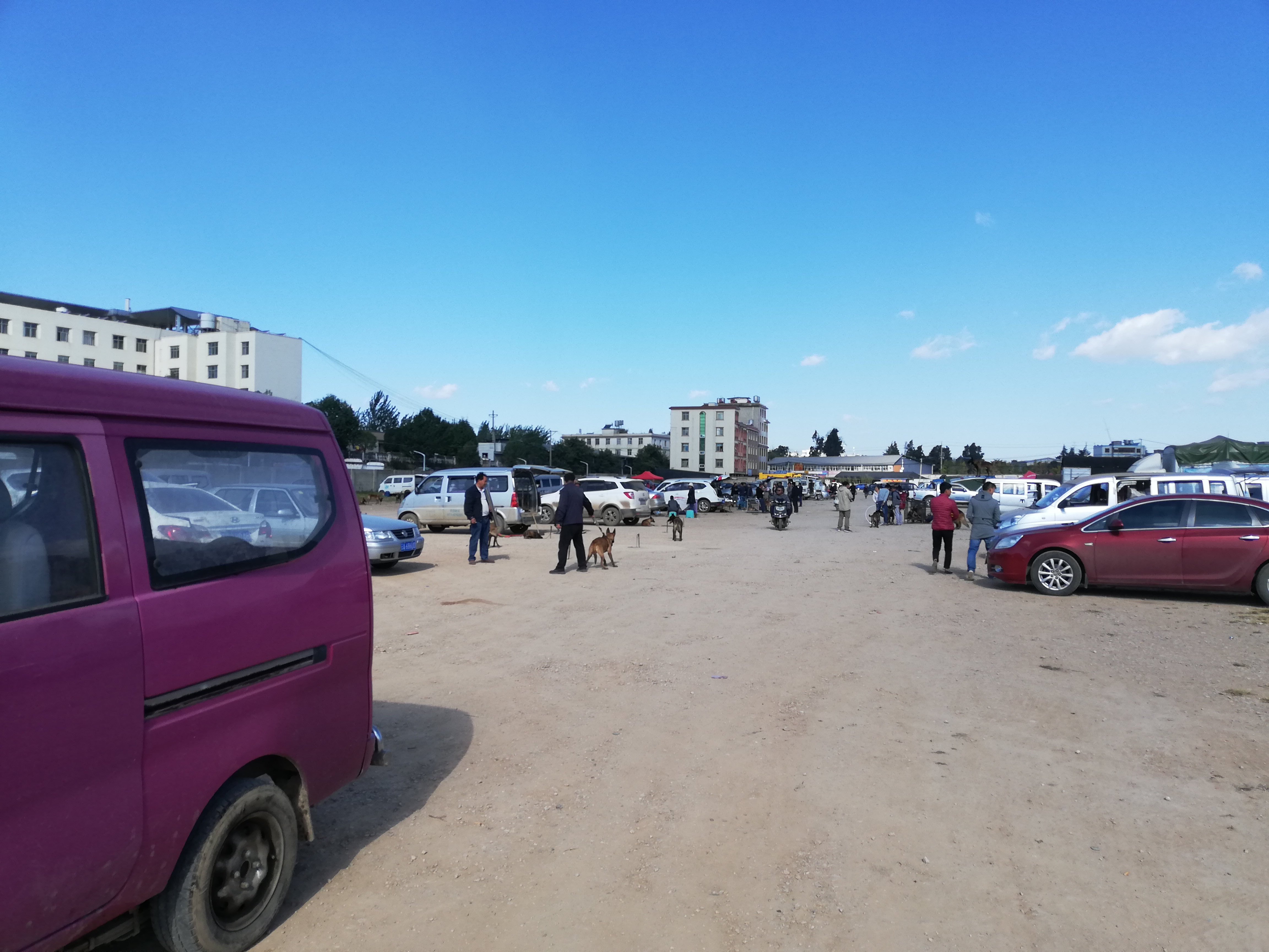 在狗市，成年犬区域人流量稀少且没人购买的原因，你知道吗？