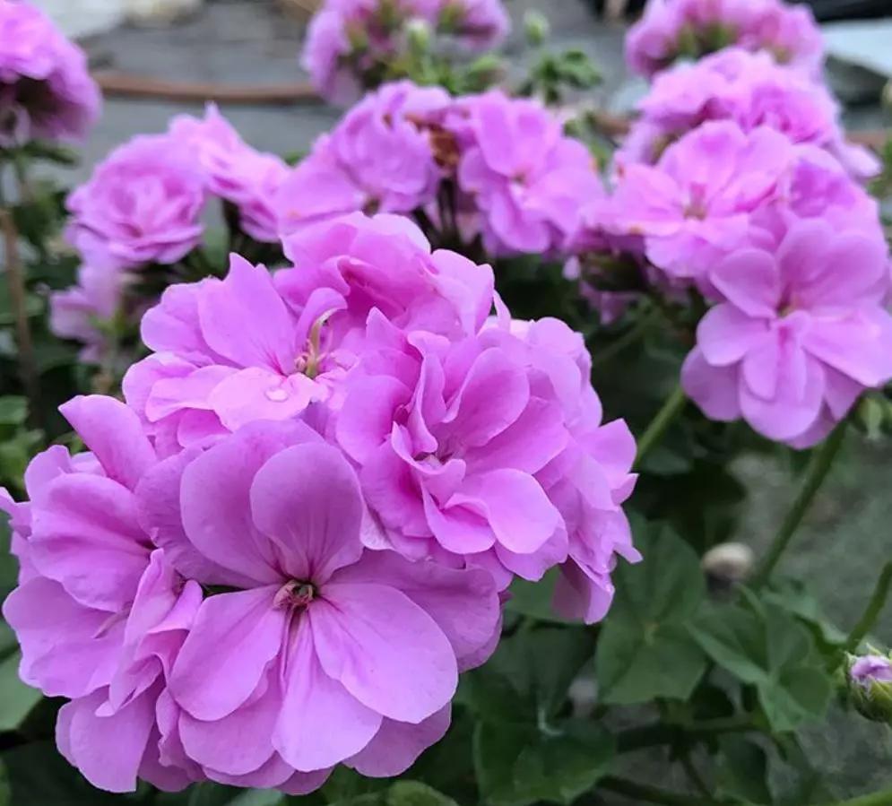 10种天竺葵,天竺葵100种图片大全