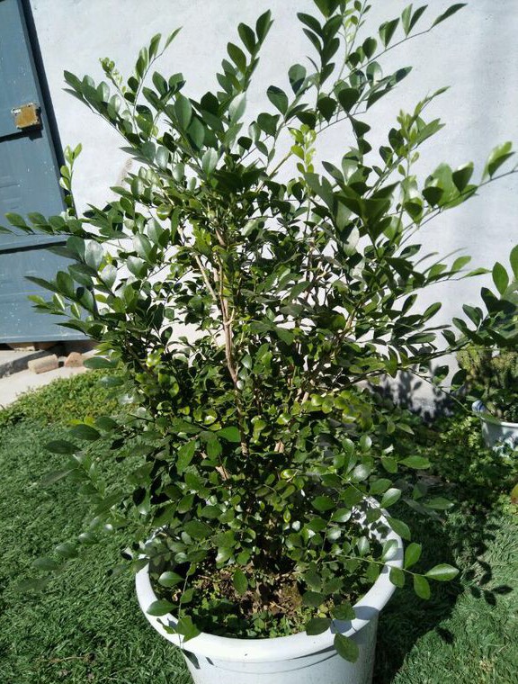 九里香盆景开什么花,九里香花苞不变大