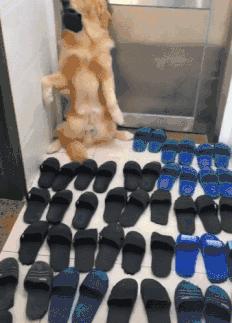 盘点金毛犬的优点和缺点,金毛欢迎光临