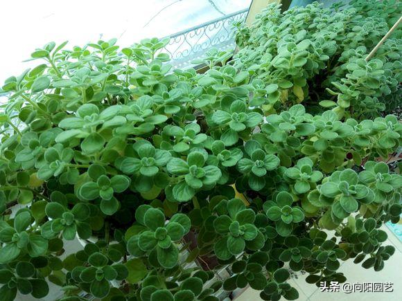 带香味碰碰香好养吗,碰碰香怎么养才能更旺盛