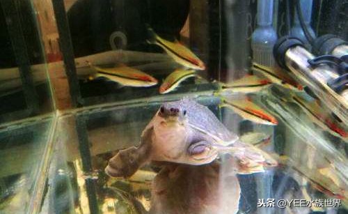 乌龟把养的鱼吃了,鱼和乌龟混养是什么结果