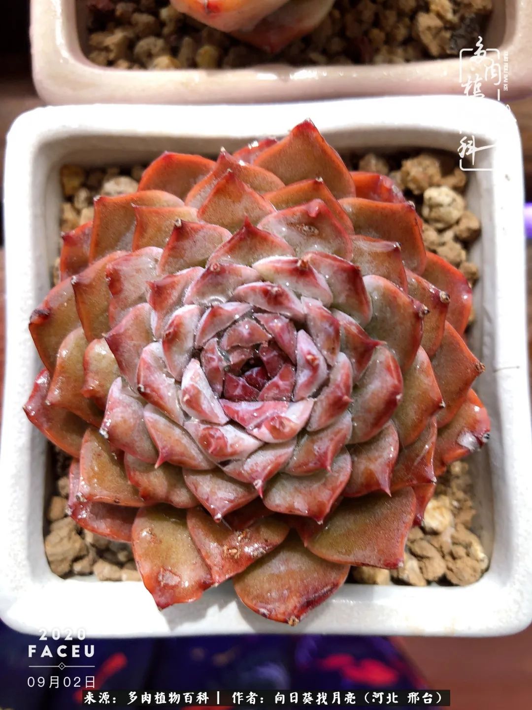 耐高温适合露养的多肉,冬日的露养多肉