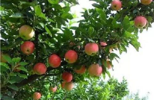 农村创业点子相关推荐,农村创业点子农村最缺什么生意