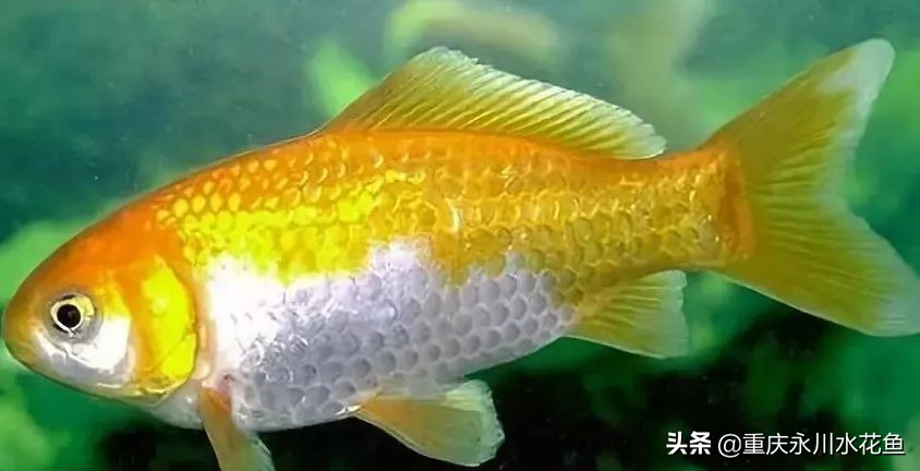 十种最漂亮的观赏鱼视频播放,观赏鱼60条