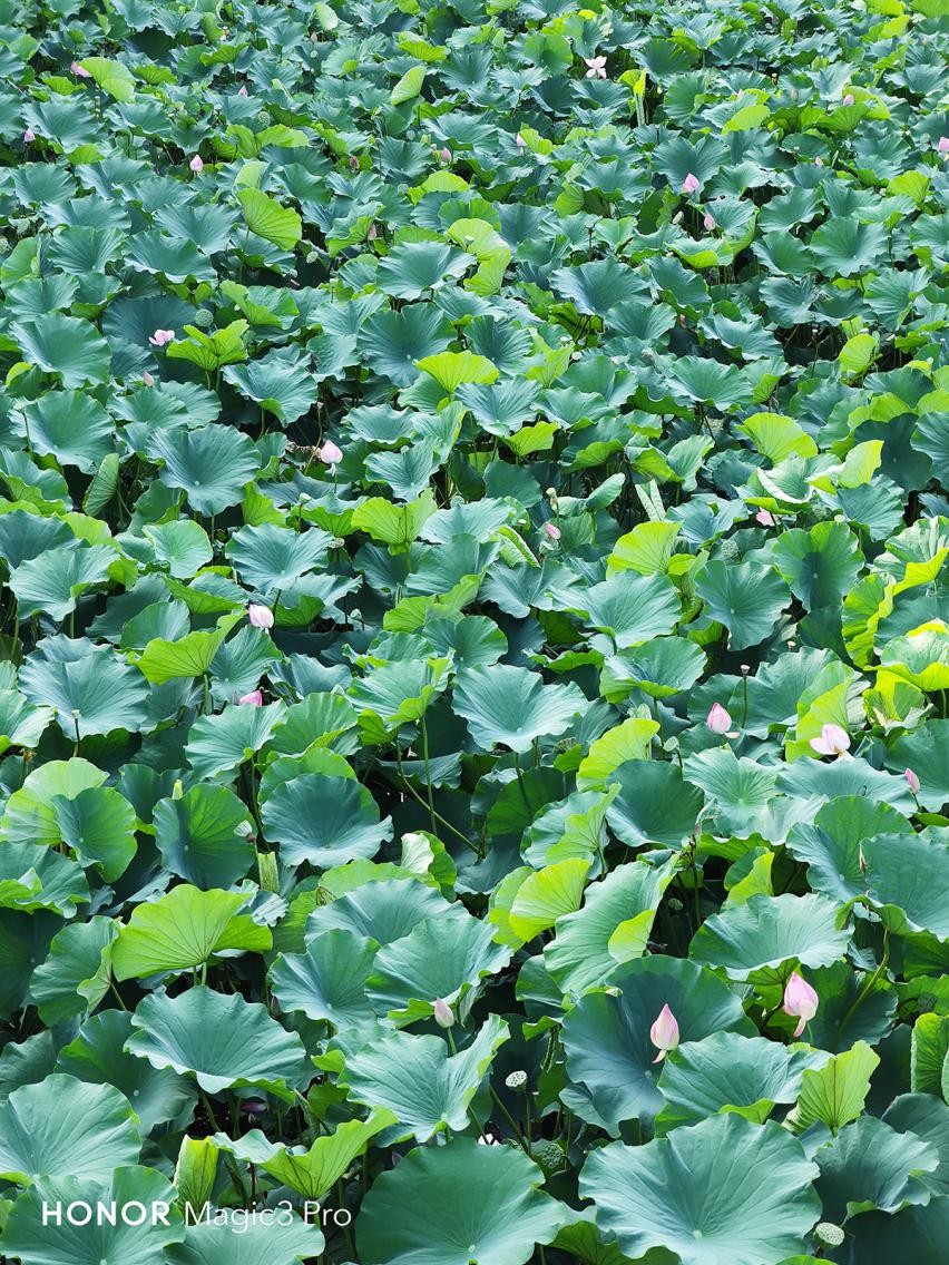 荣耀magic3pro王者荣耀画质,荣耀magic3pro用户真实评测