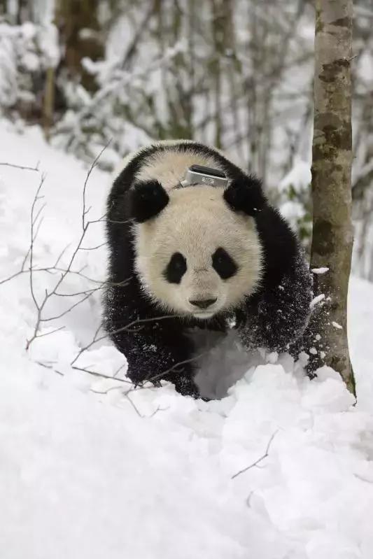 你才可爱你全家都可爱怎么回,你才可爱你全家都可爱出处