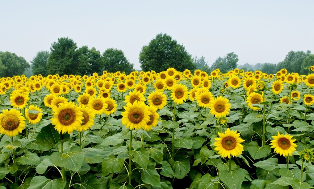 千亩花海肃北,肃北万亩花海