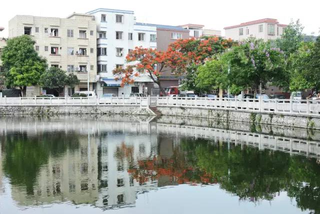 毕业季的凤凰花和栀子花,毕业季凤凰花开的时候