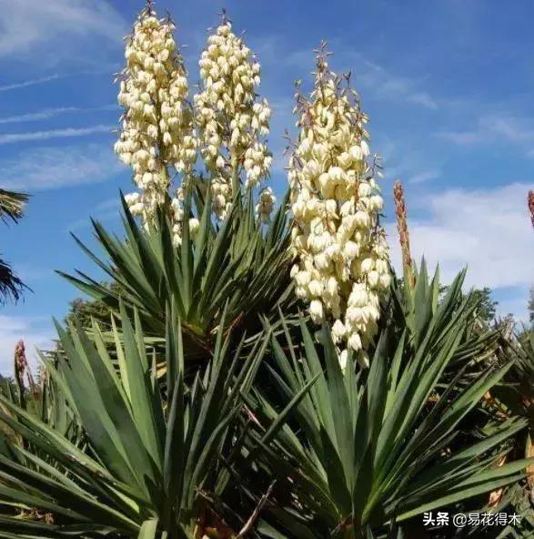丝兰凤尾兰剑麻就是同一种植物吗,龙舌兰和剑兰的区别图片