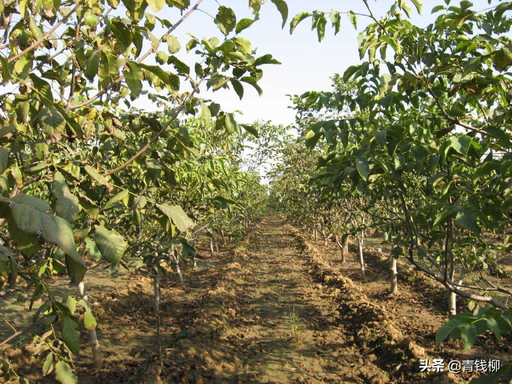 陇县核桃种植现状,甘肃成县核桃种植基地