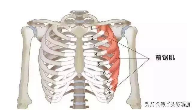 翼型肩胛骨怎么改善体态,瘦出来的蝴蝶骨是翼状肩胛吗