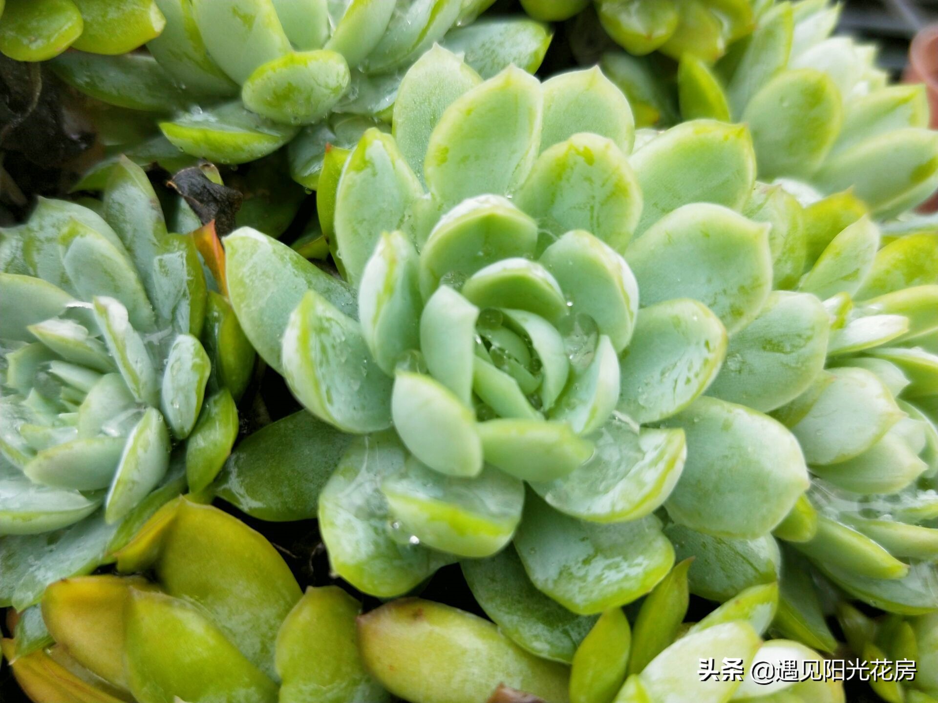 多肉冰莓,超大多肉冰莓