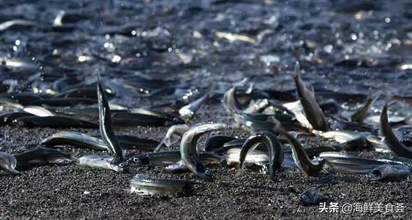 适合用来烧烤的海鱼,适合烧烤的海鱼品种