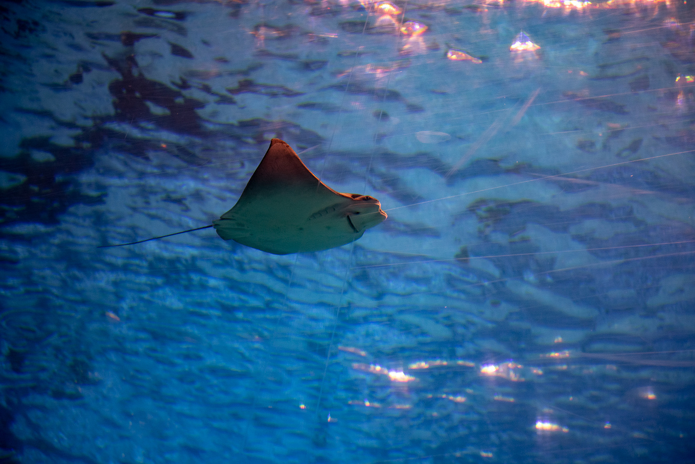 珠海长隆龙秀适合小朋友看吗,珠海长隆海洋王国值得打卡的地方