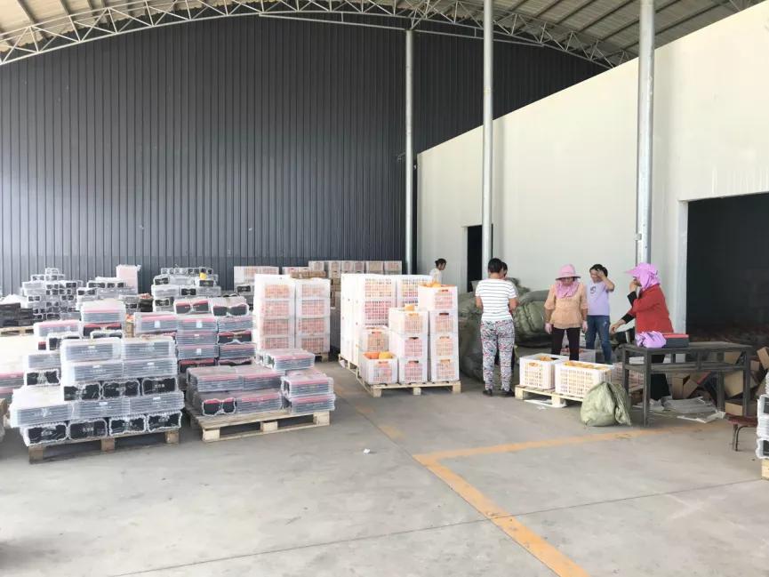 西昌黄联关镇：小石榴做出大文章软籽石榴映“红”乡村致富路