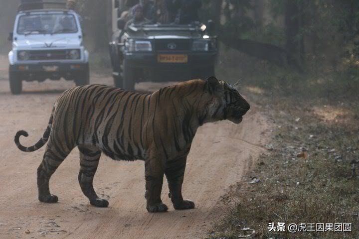 巴梅拉雄虎,传奇虎王战斗视频