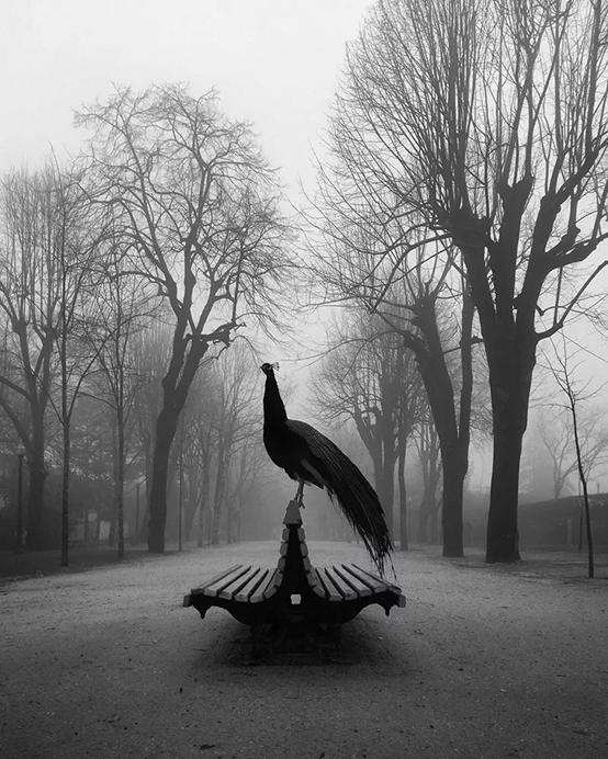 拿手机拍出好看的照片,手机摄影界的奥斯卡结果公布