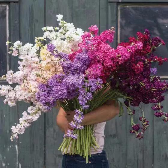 买花的套路和策略,买花的三个陷阱