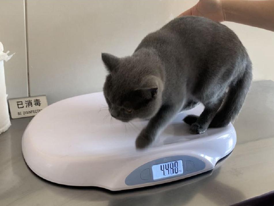 英短蓝白母猫最佳绝育年龄,英短蓝猫小奶猫的成长历程