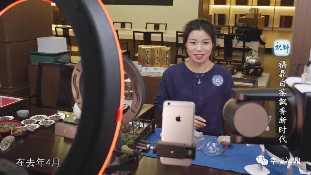 福鼎白茶兴起,白茶步入产业振兴快车道