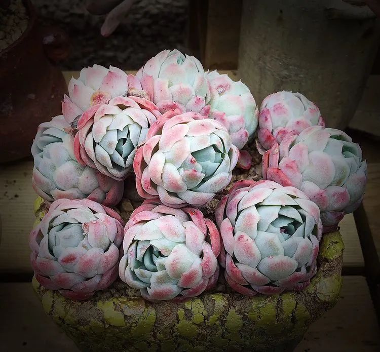 冬去春来,愿你无恙,疫情退去,养肉依旧!