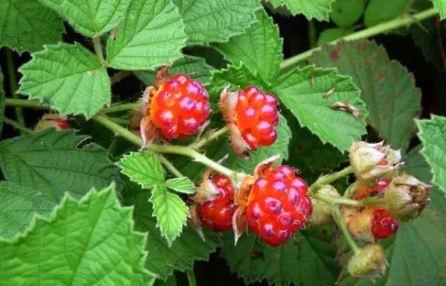 云南特产山货血三七,云南独有的44种野菜