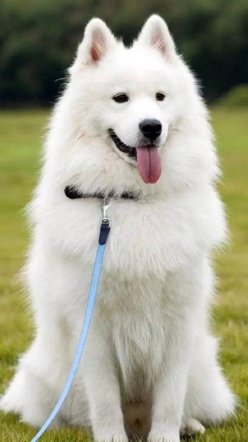 萨摩耶幼犬怎么辨别纯种,萨摩耶怎么鉴定狗狗纯不纯