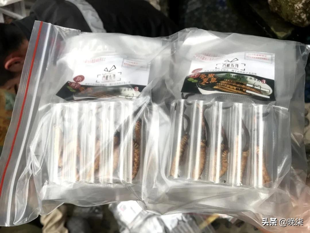 揭秘青藏高原挖虫草,探秘藏民挖虫草