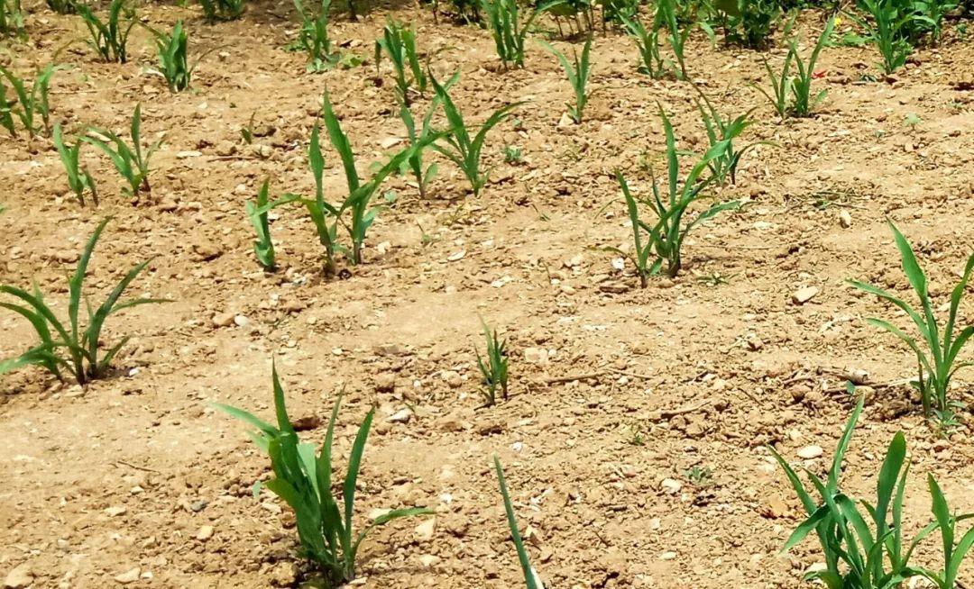 玉米播种后多久下雨最好,玉米种下后遇下雨迟迟不出苗咋办