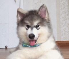 可爱呆萌的小奶狗视频,可爱可奶呆萌的小奶狗