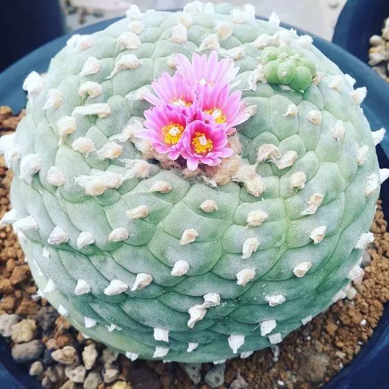 这才是世界上最贵的花卉,十大名贵花卉家养