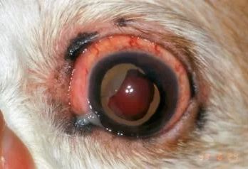 狗狗有眼屎是有疾病吗,狗狗有一只眼睛有脓眼屎什么原因