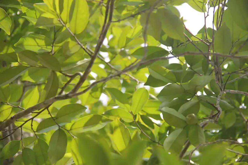 沉香树长得是什么样的,沉香漂亮