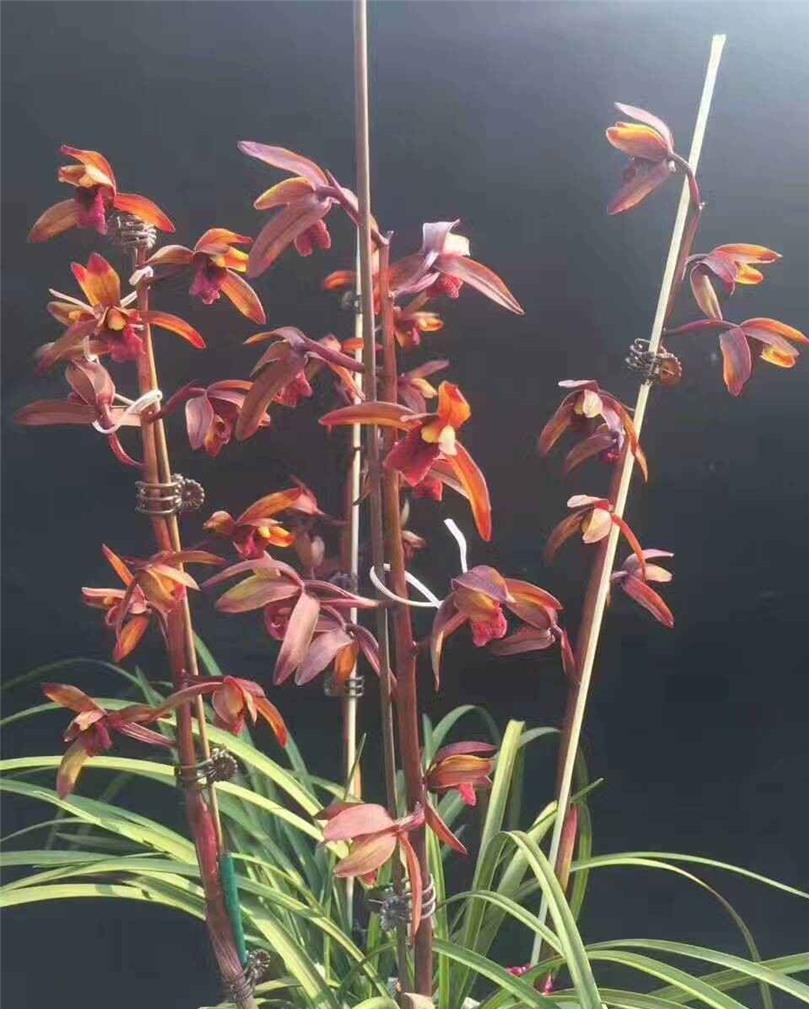 贵州毕节细叶蕙兰荷瓣花,贵州山上蕙兰开花