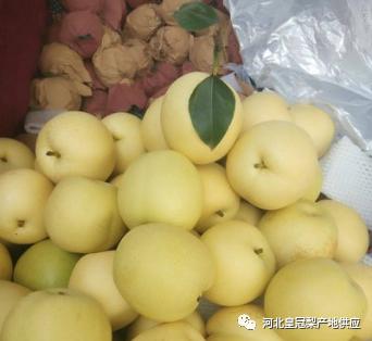 河北皇冠梨多少钱一斤,河北皇冠梨收货价格表一览