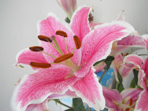 百合花怎样种植方法和技巧,百合花叶尖枯黄怎么回事