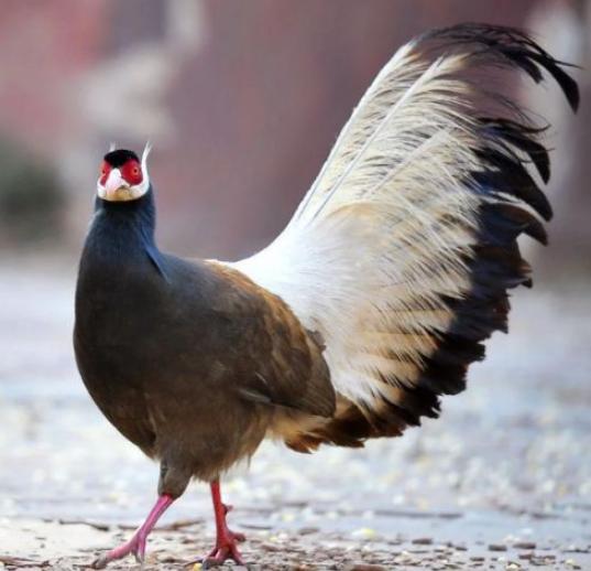 顶戴花翎对应的品级和官位,古代官职顶戴花翎大全