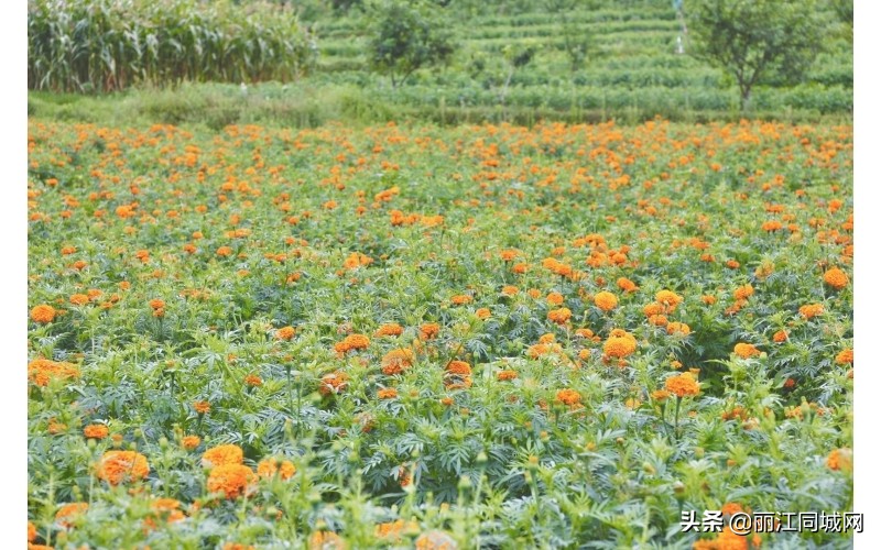 华坪县腊姑河乡旅游,华坪腊姑河乡村旅游