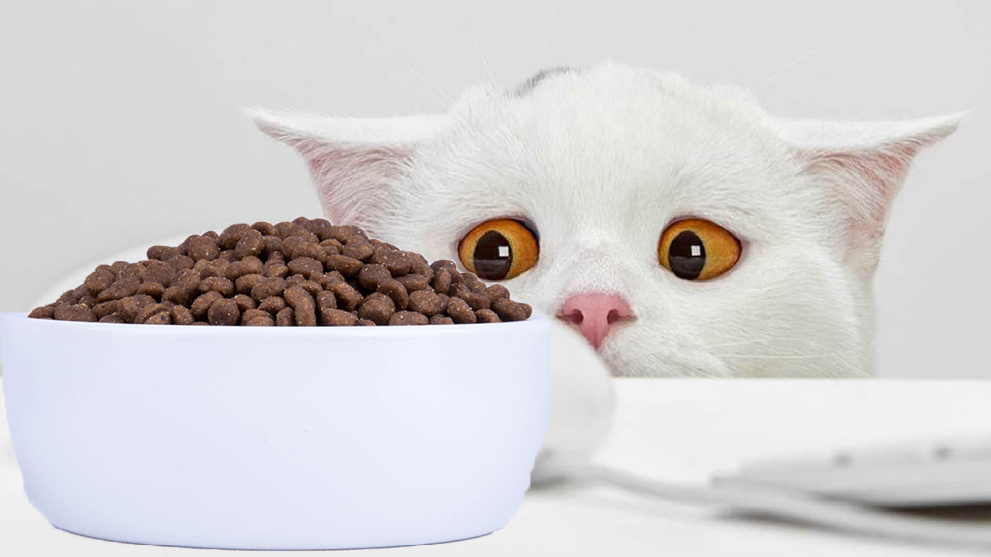 女生爱养猫喜欢独立是哪个星座,大部分女生都喜欢养猫吗